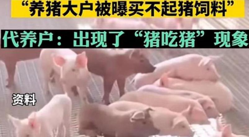 高盛在中国农业布局,高盛进入中国养殖业的目的