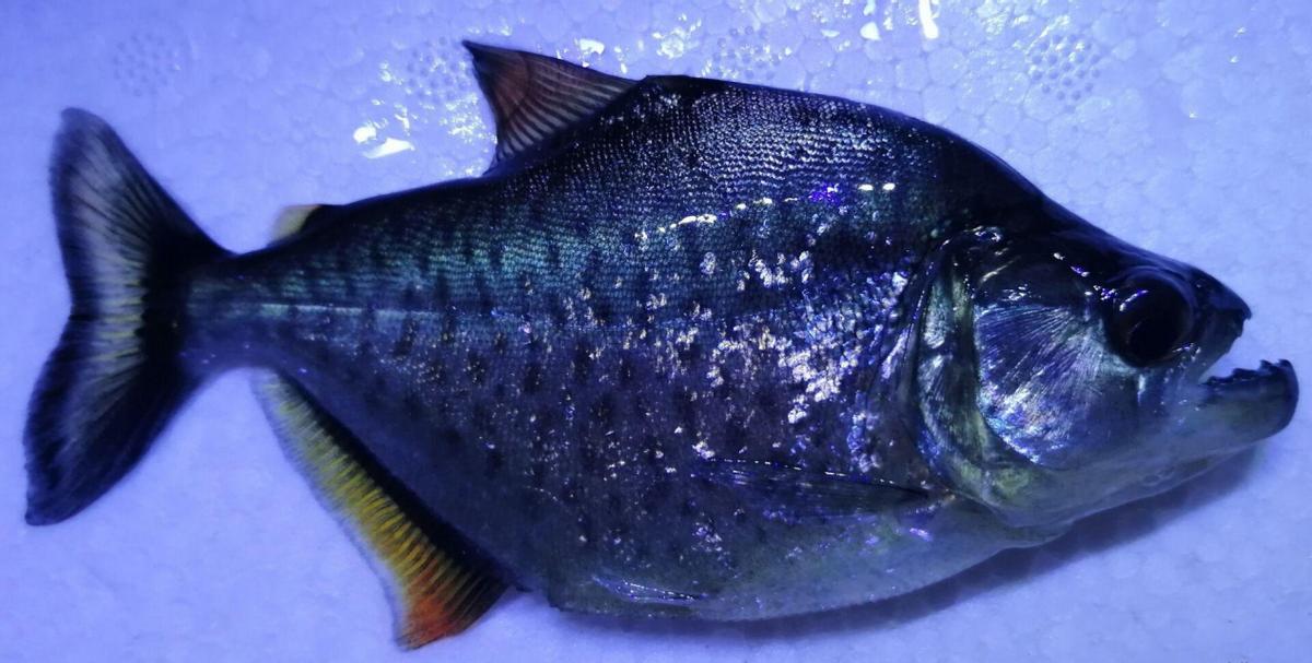 淡水白鲳鱼多少钱一斤2020,白鲳鱼多少钱一条