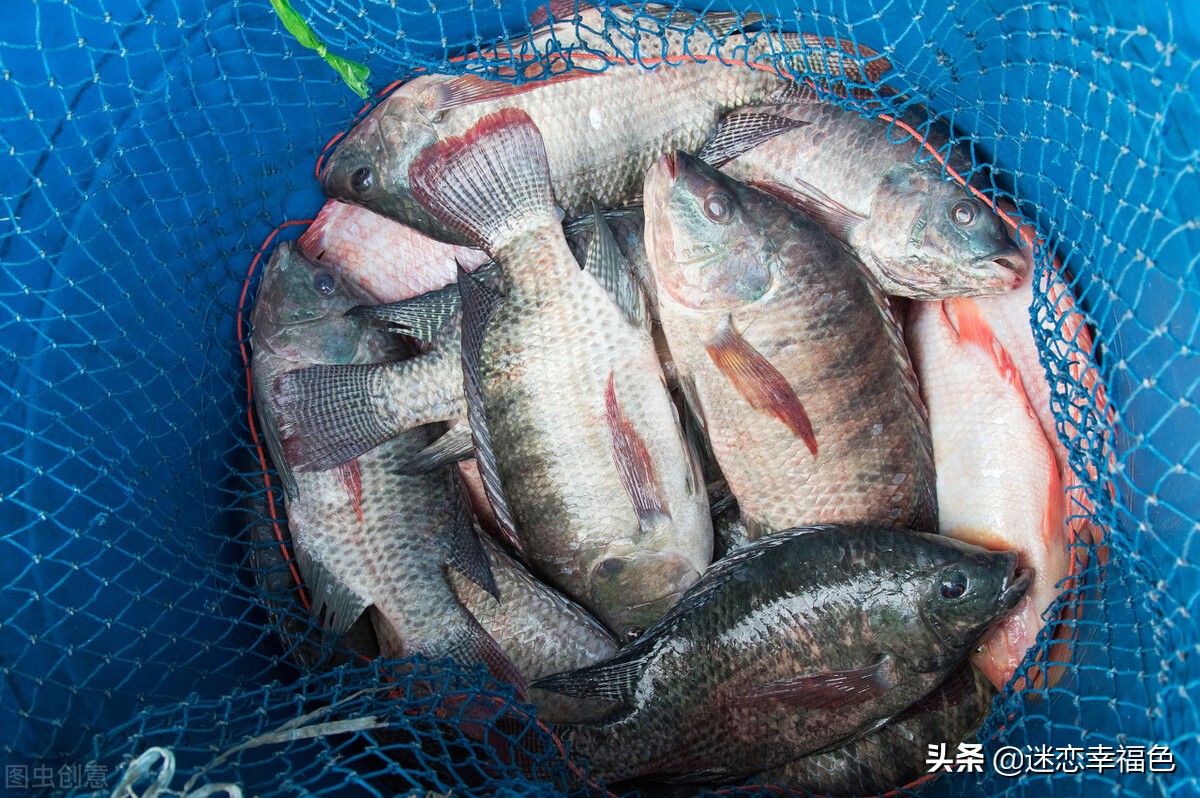 罗非鱼外国人为什么不吃,罗非鱼是中国本土物种吗