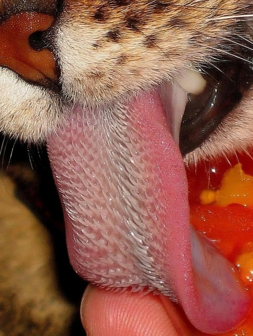 12张让人惊叹的动物的照片,眼界大开30张活久见的动物图