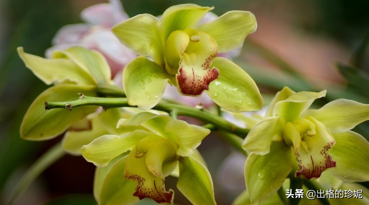 十大室内观花植物品种大全及图片,怎么区分绿色开花植物的各种类型