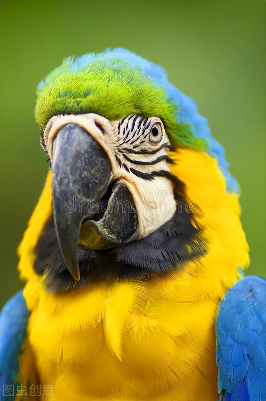 玄凤鹦鹉雏鸟几天睁眼睛,牡丹鹦鹉睡觉眼睛一睁一闭