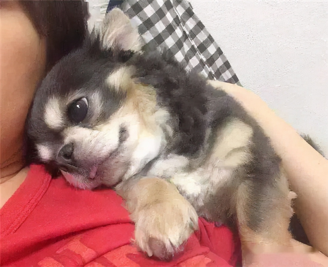 狗狗爱睡觉不容易训练怎么办,狗狗不停抓痒怎么办