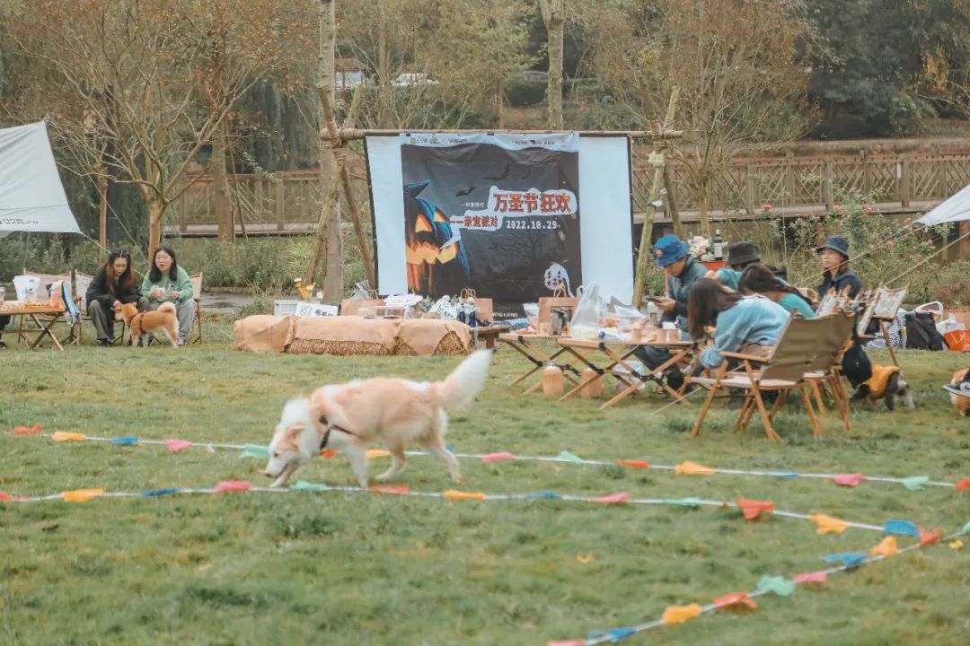 萌宠万圣狂欢夜,萌宠露营云龙区