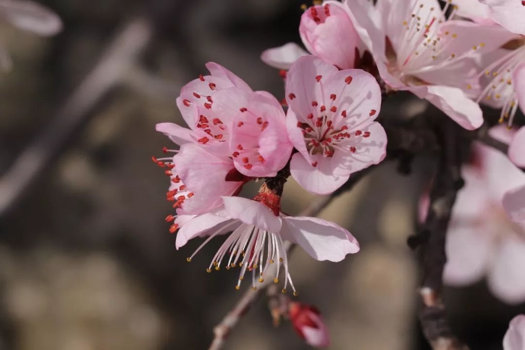 150种常见药用植物大全,150余种常见药用植物花期组图