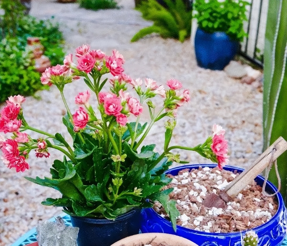 刚换盆的大植物怎么养护,刚移栽的植物怎样处理才能活