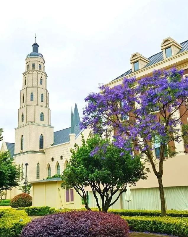 昆明蓝花楹最佳观赏期,颜值爆表昆明十大蓝花楹打卡指南
