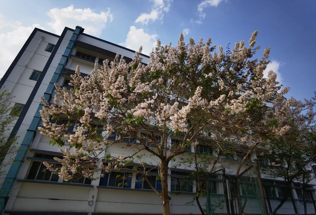 271教育|芳菲万里等你相遇——第一山无限*光春**好