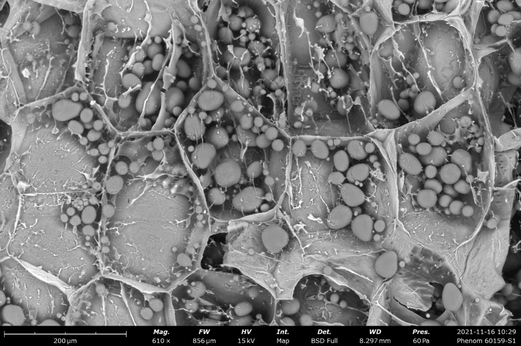 飞纳电镜和含水样品的冰雪奇缘