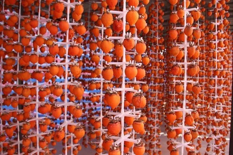 秋日好柿节,又到一年好时节