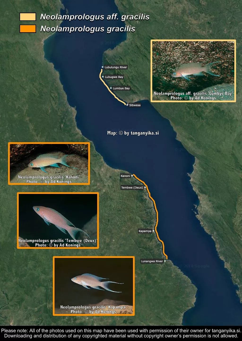 三湖慈鲷杂鲷品种图鉴大全,三湖慈鲷最好看的十种马鲷