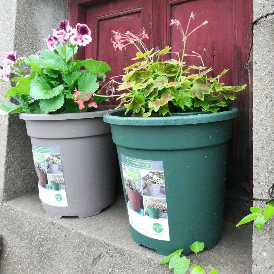 为什么花盆里的花不长,为什么花种播下去之后都不发芽