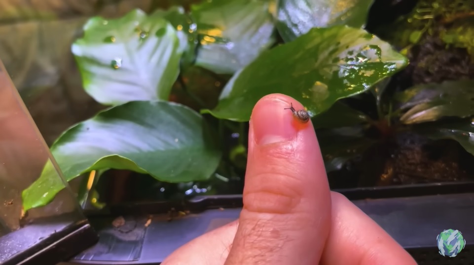 美国小哥在卧室建出一缸热带雨林，食物链环环相扣，太强了