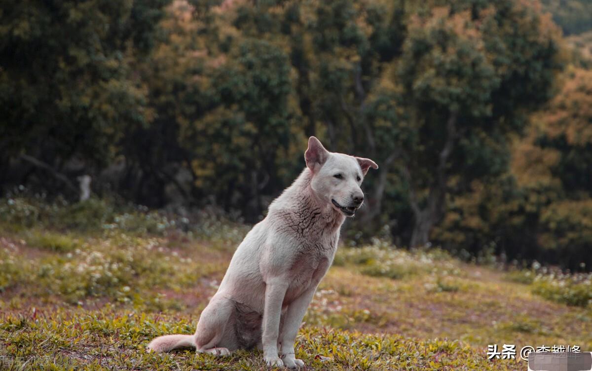为何狗死后不能埋其实这不是迷信,为何狗死后不能埋