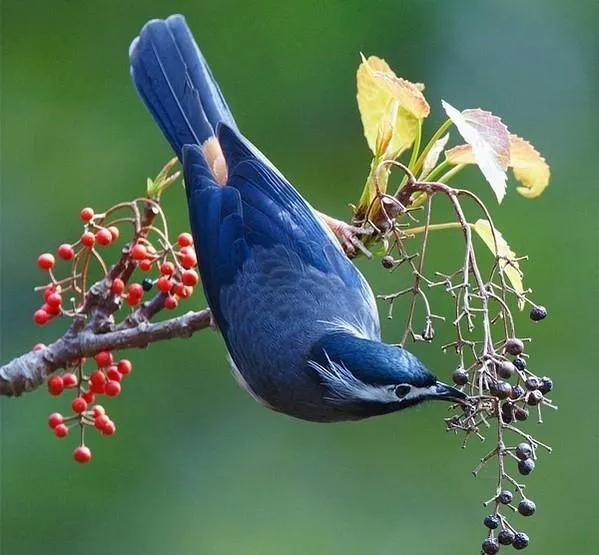 十种爱情鸟,什么是真正的爱情鸟
