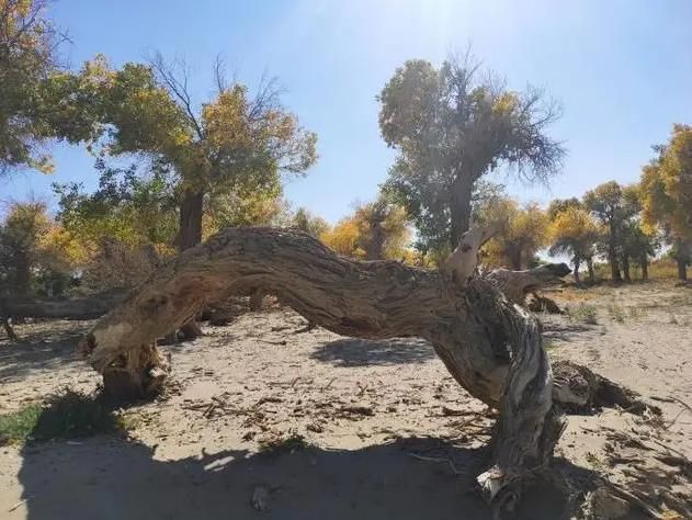 额济纳胡杨林旅游详细攻略,额济纳旗胡杨林游攻略