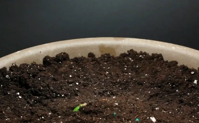 吃的芒果核能种出芒果树来吗,芒果核如何种出芒果树