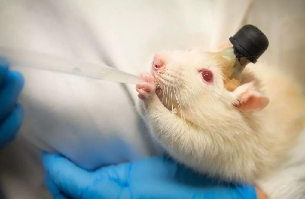 人兽真能杂交？日本批准“人兽杂交胚胎实验”，是灾难还是福音？