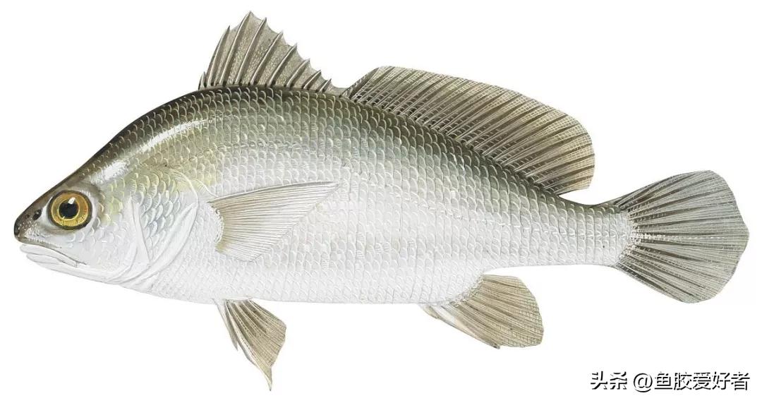 蜘蛛鱼胶哪种最好,越南蜘蛛胶是什么鱼胶