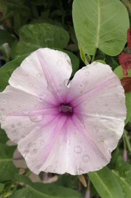 十大常见的蔬菜花,适合开花的日常蔬菜有哪些