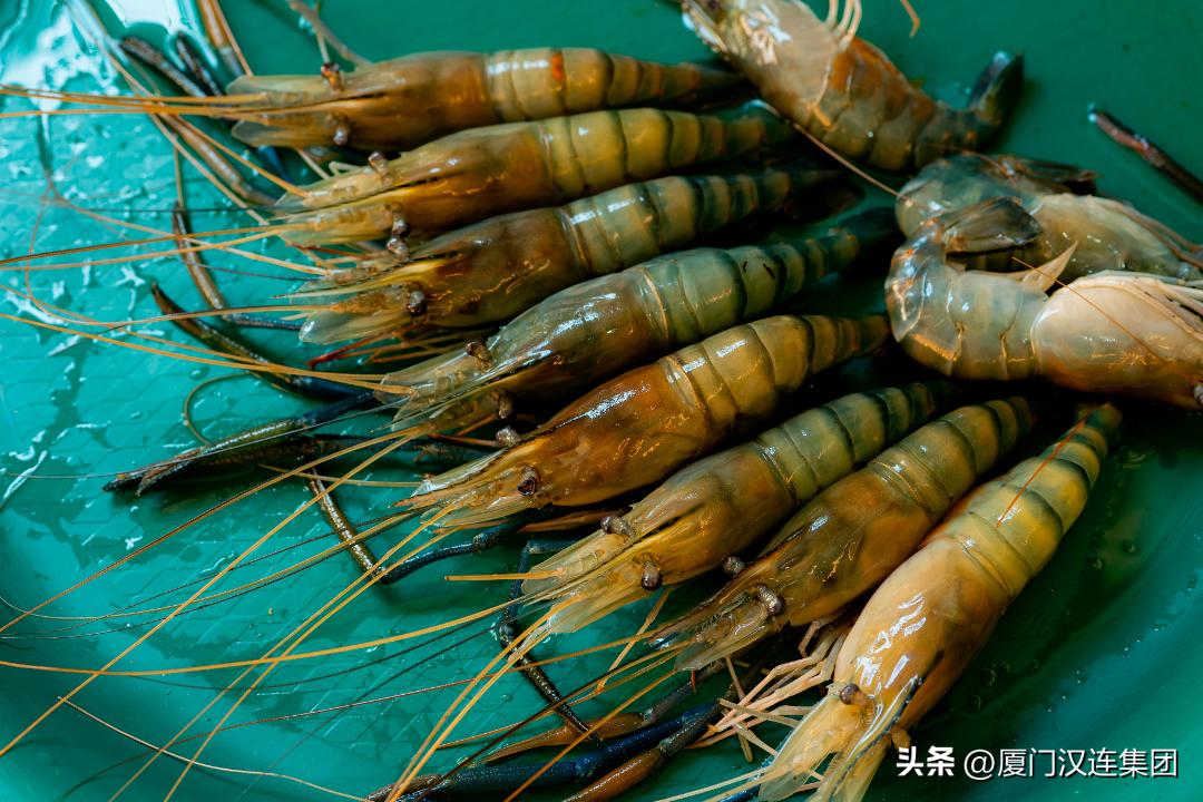 输韩水生动物通关要求提出了更高标准，带你了解出口全流程！