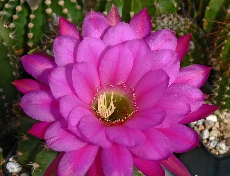 200种·仙人球开花图鉴，大开眼界，美到爆