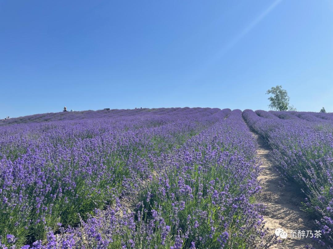 有点邪恶的笑声,有点小腹黑