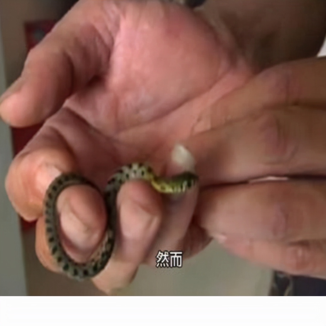 巨蟒报恩,千年巨蟒来报恩