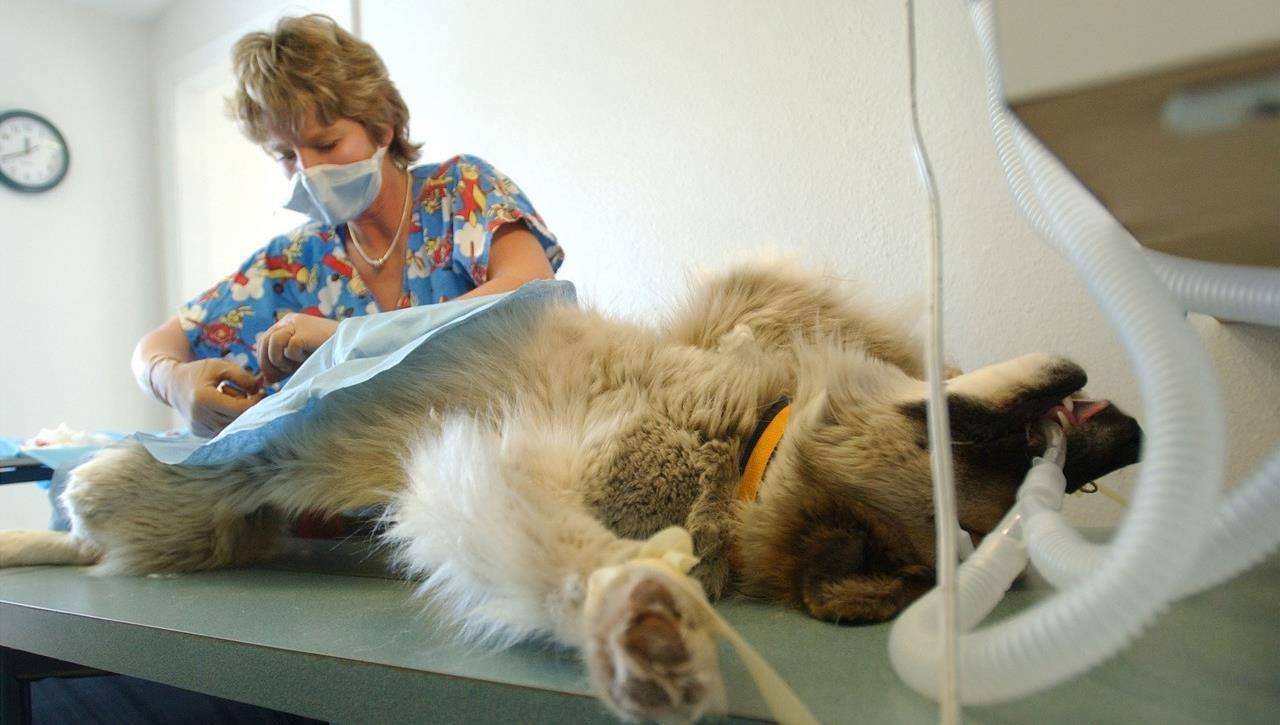 不给母猫做绝育有没有什么坏处,不给狗狗绝育有什么危害