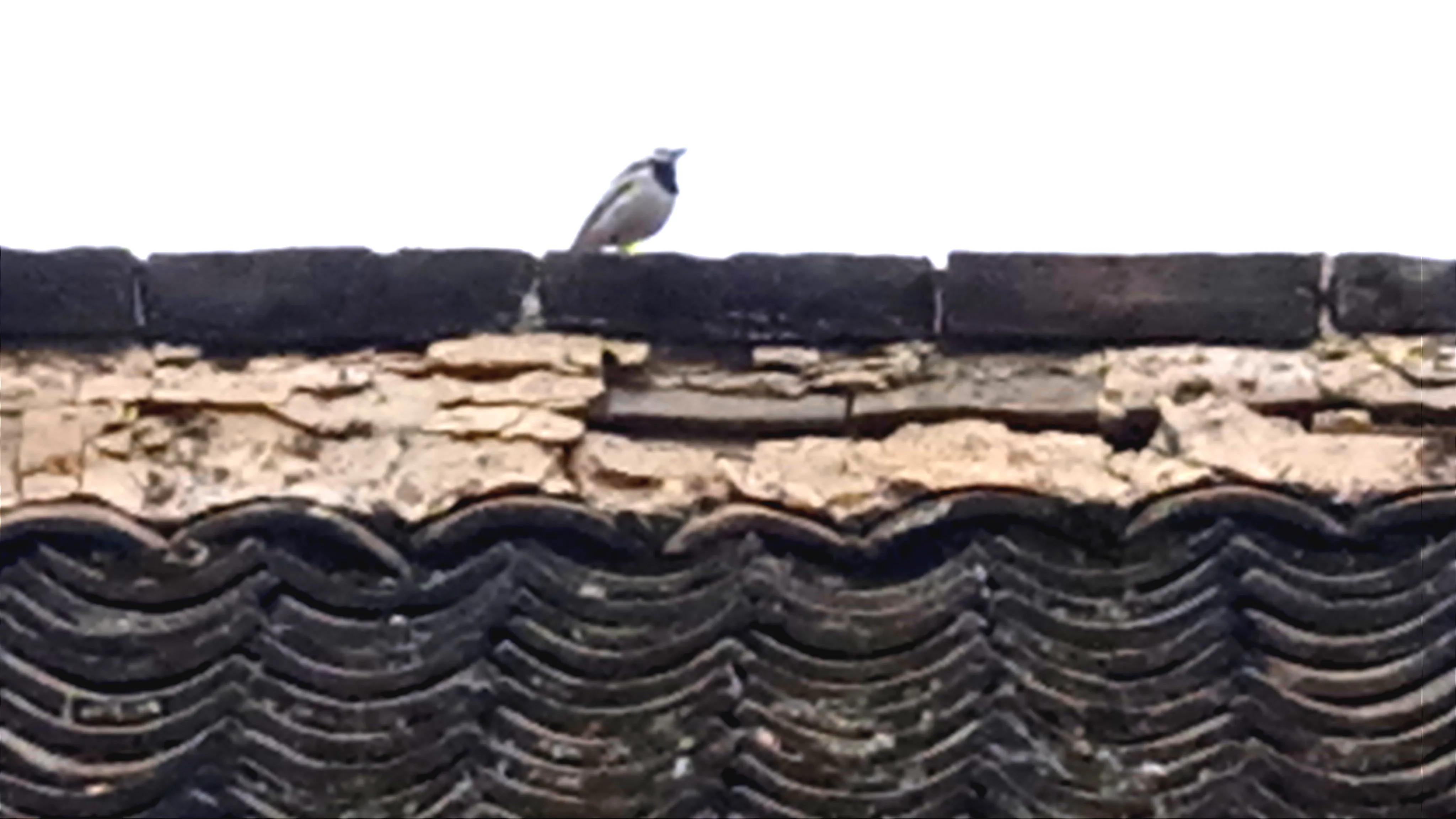 各地带动物的方言,动物方言土语