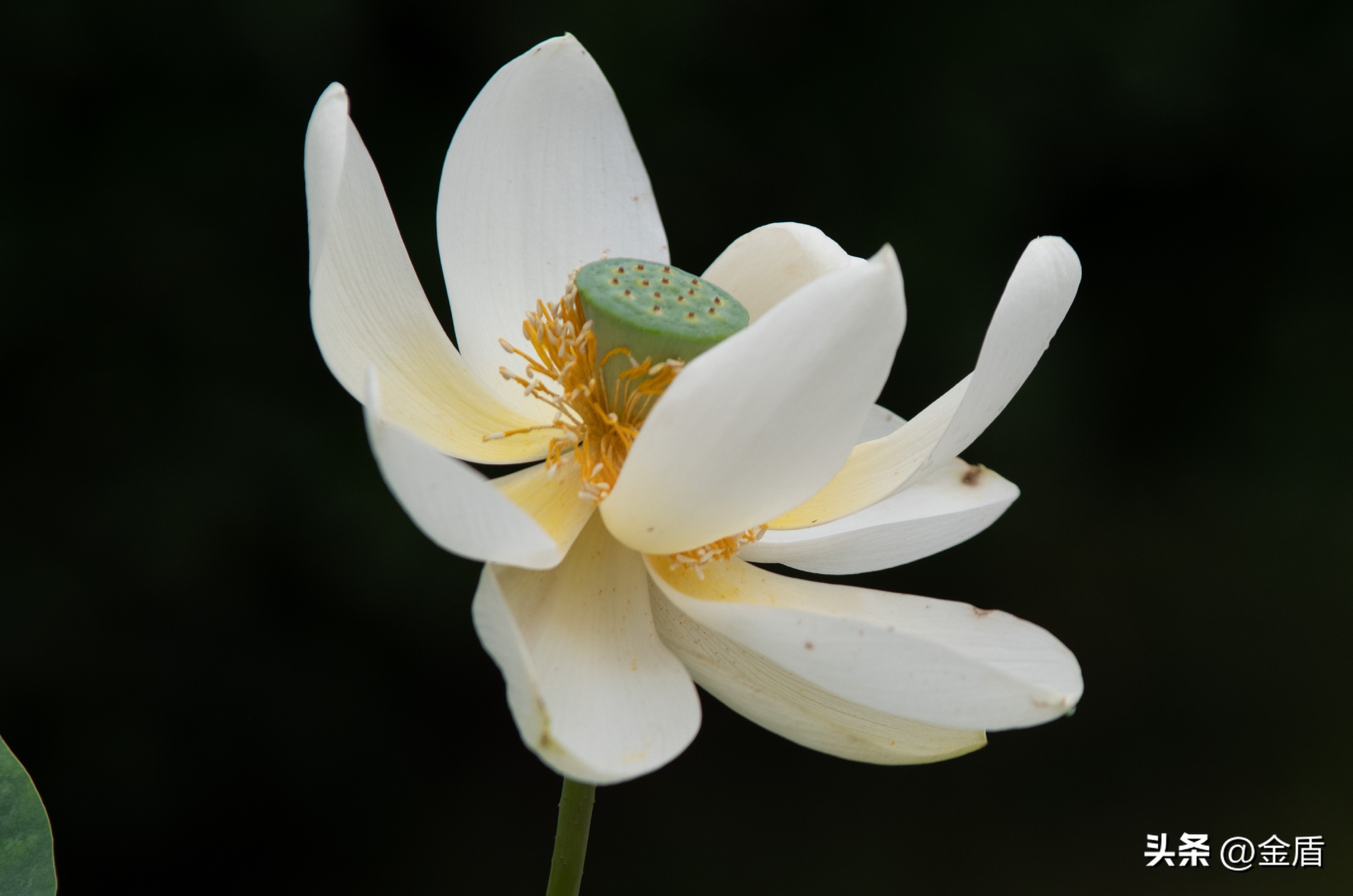 荷花中的隐藏的精神,荷花具有什么样的品格和志向