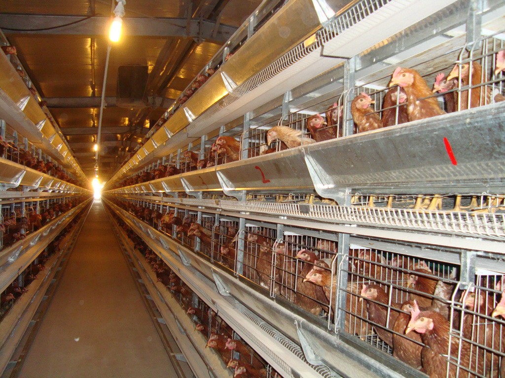 冬季蛋鸡饲养管理需要注意些什么,海兰褐商品代蛋鸡饲养管理手册