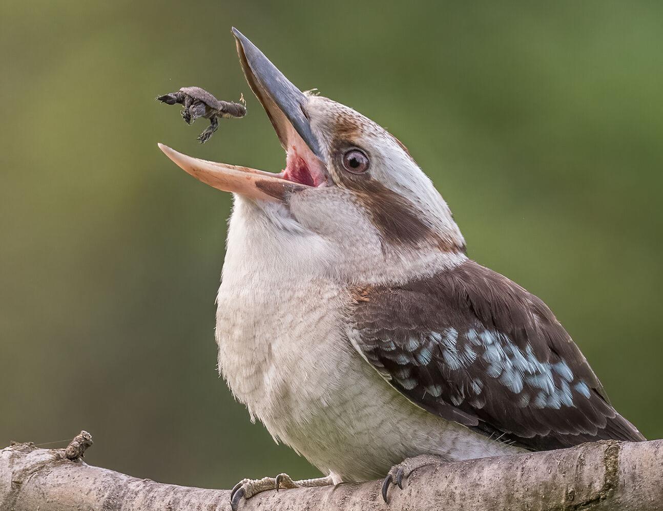 乌龟怎么练技能,乌龟散步的训练方法