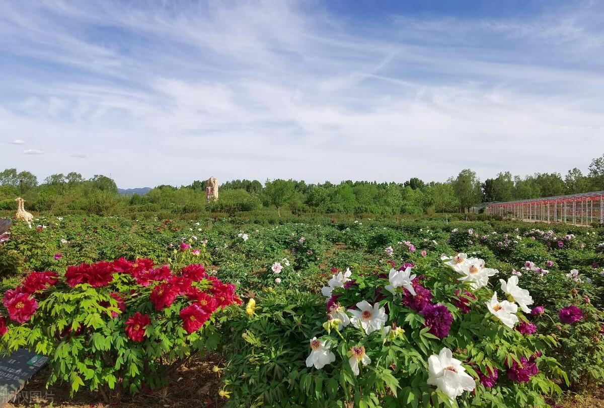 北京在哪可以观赏牡丹,北京赏牡丹的公园有哪些
