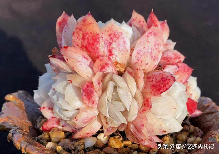 冰梅贝瑞多肉好度夏吗,多肉贝瑞好养还是冰梅好养