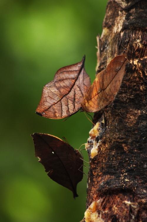 外形特别的蝴蝶,蝴蝶长得像叶子一样