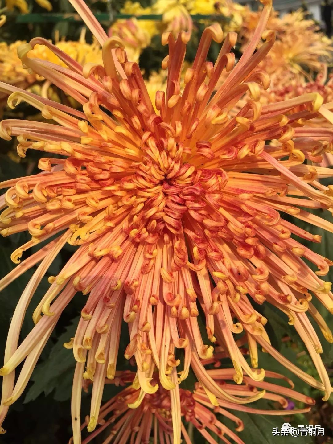 写雪惊艳的诗词,唐宋关于写雪的诗词