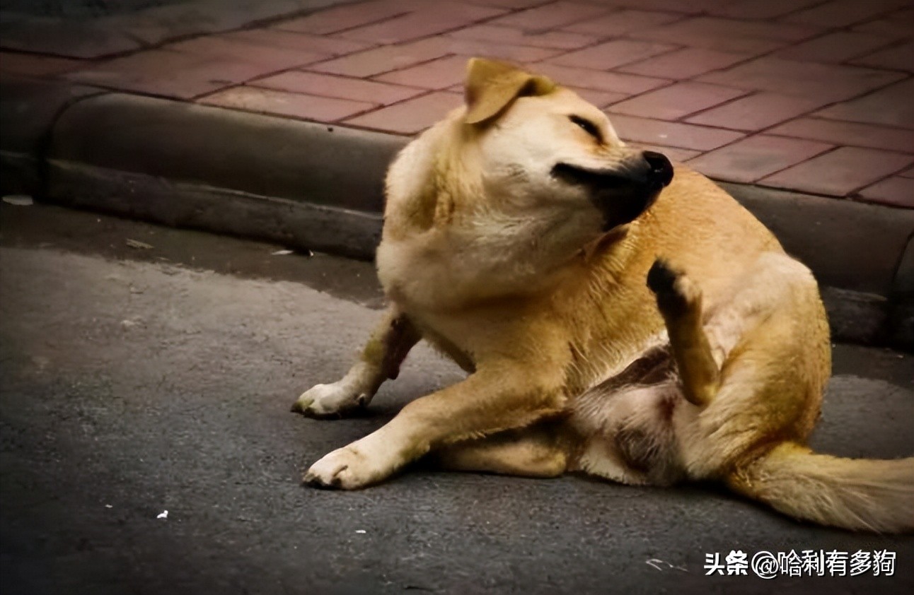 小狗耳朵里有褐色分泌物,小狗耳朵里黑色的东西怎么办
