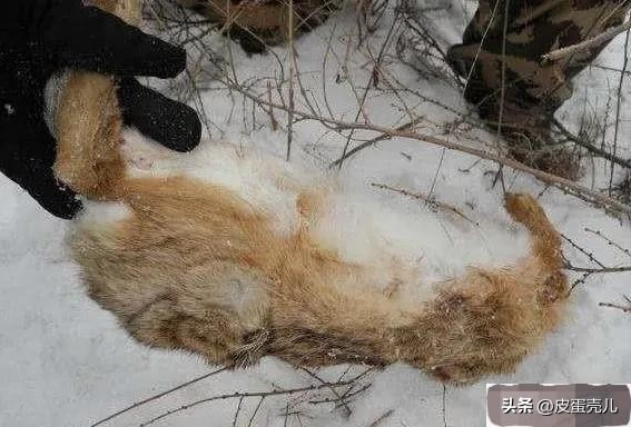 庄稼地里的野兔怎么驱除,地里野兔太多有没有驱赶的好方法