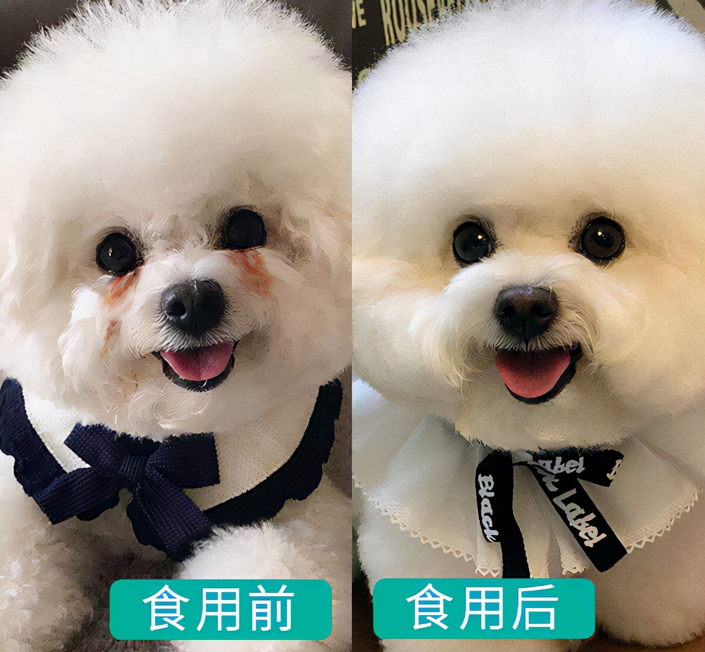 比熊泪痕怎么治,比熊泪痕严重怎么去除