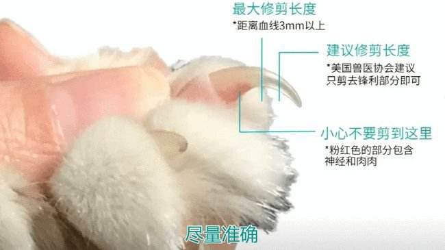 如何给猫咪剪指甲防抓,怎样给猫咪剪指甲才会听话呢