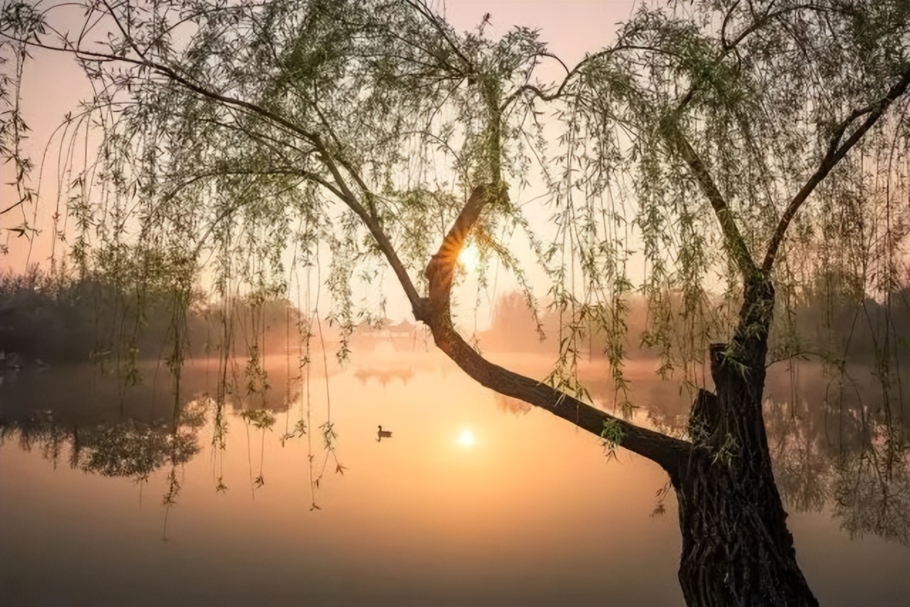 咏柳贺知章如何讲解这首诗,咏柳贺知章的经典语录