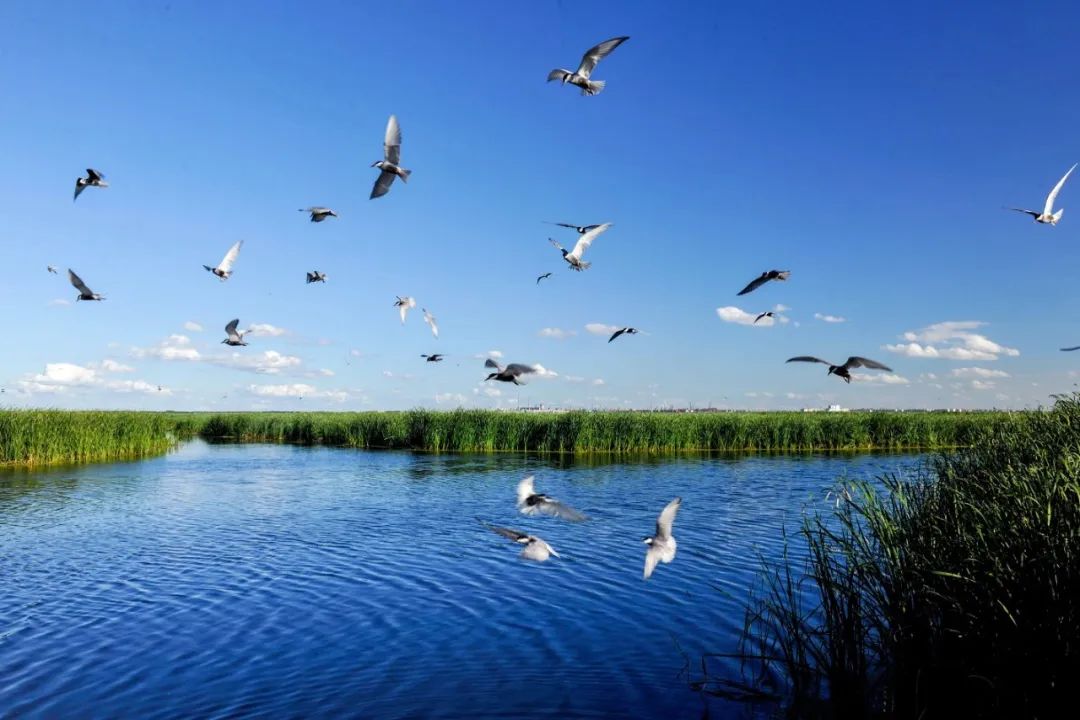 湿地可以开发什么旅游项目,黑龙江旅游必去十大湿地排名