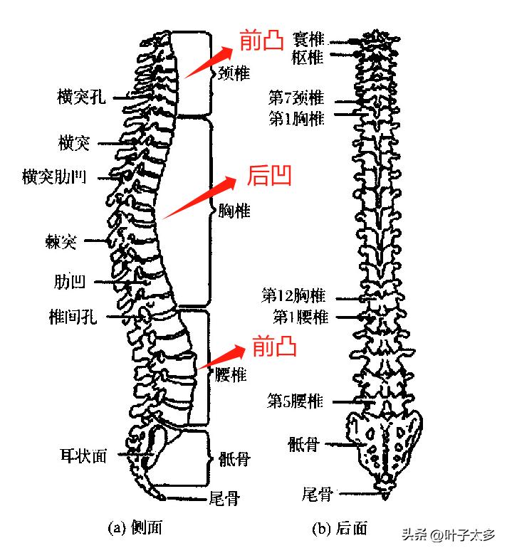 为什么女生腿不能分开坐,为啥有的女生坐着双腿能并拢