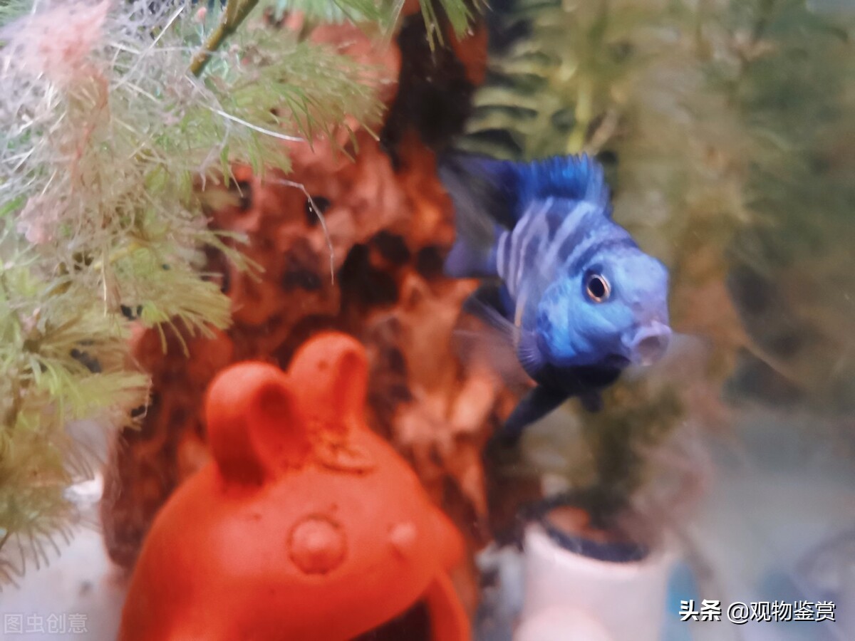 迷你鹦鹉产卵死了是怎么样的,迷你鹦鹉公鱼死了怎么办