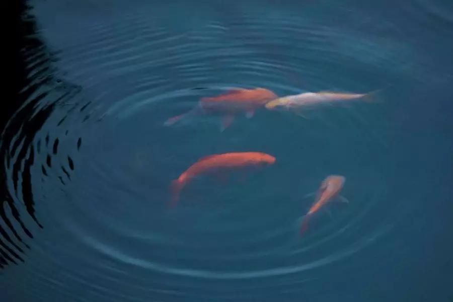 鍐拌涔嬬編,鍐拌鏄川閲忛棶棰樺悧