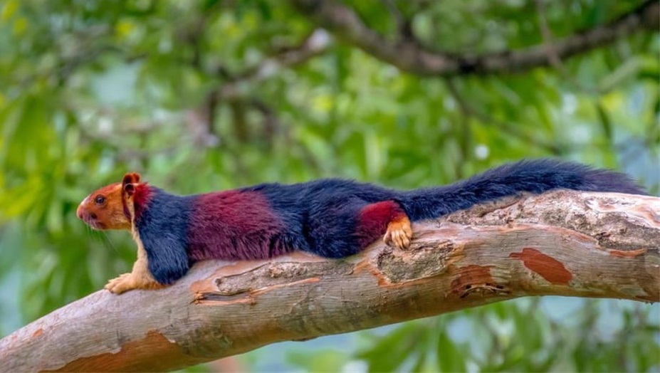 加蓬黑脸猩猩,加蓬长尾猴图片