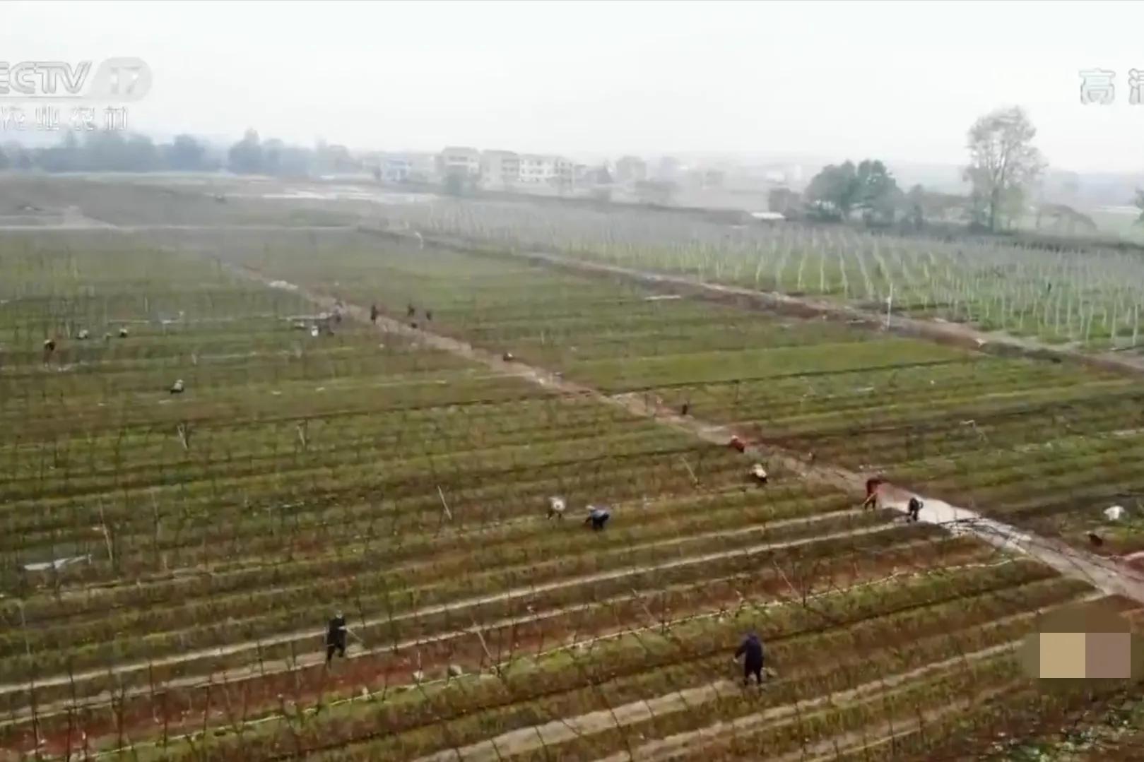 湖南种油茶致富,湖南90后小伙回乡种油茶