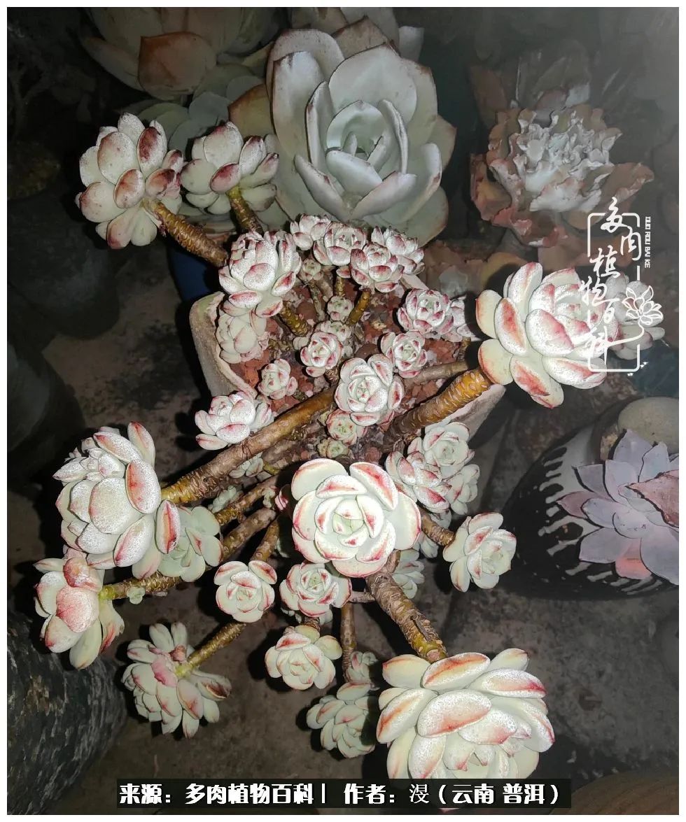 云南的冬天没有云！养肉七年，不谈得失，只论陪伴！