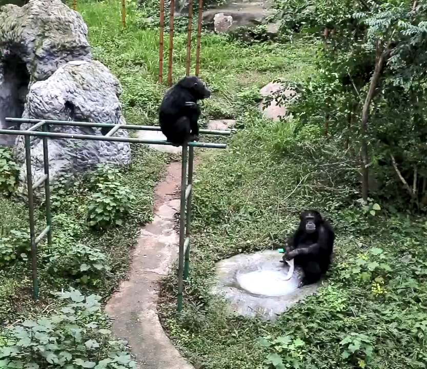 猩猩在进化吗,黑猩猩进化到石器时代